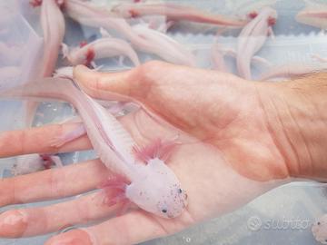 Axolotl