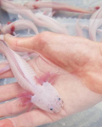 Axolotl