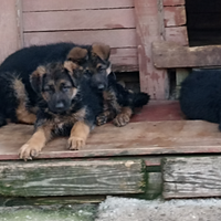 Cuccioli PASTORE TEDESCO