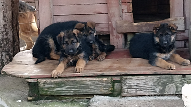 Cuccioli PASTORE TEDESCO