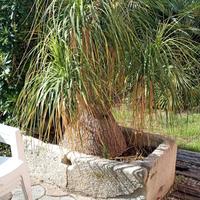 esemplare beaucarnea