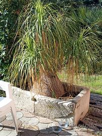 esemplare beaucarnea