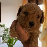 Barboncini Toy e nani