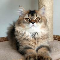 Cucciola British longhair