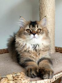 Cucciola British longhair