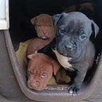 Cucciola American pit bull terrier