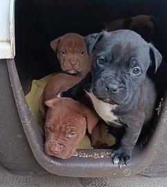 Cucciola American pit bull terrier