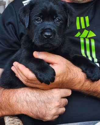 Cucciolo Labrador nero