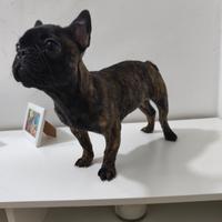 Bulldog francese