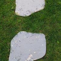 Passatoia Giapponese