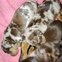 Cucciolo bassotto nano