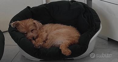 Adozione cagnolina