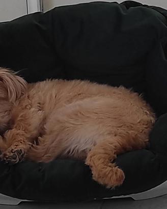 Adozione cagnolina