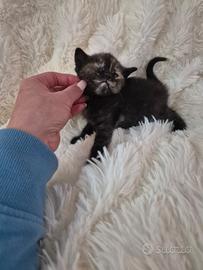 Cuccioli di Scottish Stright/Fold