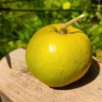 sapote bianco pianta