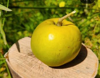 sapote bianco pianta