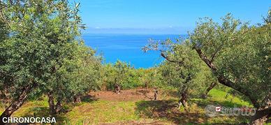 Pianotorre, uliveto terrazzato fronte mare