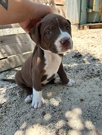 Cuccioli di pitbul