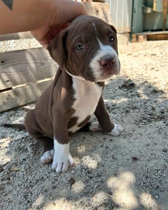 Cuccioli di pitbul
