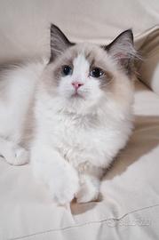Ragdoll maschio con pedigree di 4 mesi