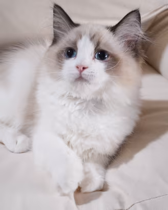 Ragdoll maschio con pedigree di 4 mesi