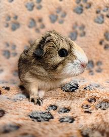 porcellino d'india o cavia