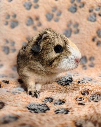 porcellino d'india o cavia