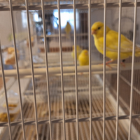 Canarino Giallo