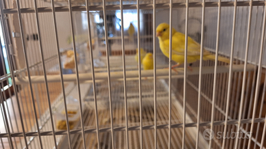 Canarino Giallo