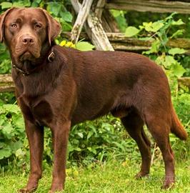 Labrador Retriever Choccolate