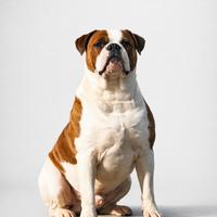 American Bulldog cuccioli