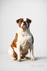 American Bulldog cuccioli