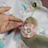 Cuccioli di chihuahua