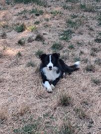 Cucciolo border collie maschio in adozione