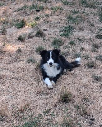 Cucciolo border collie maschio in adozione