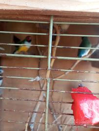 diamantini del gould