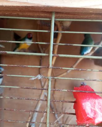 diamantini del gould