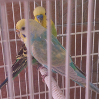 Coppia cocorite