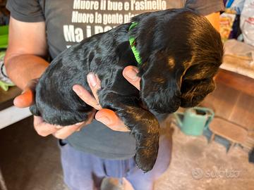 Cocker spaniel Nero