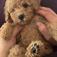 Cuccioli pura razza cane barboncino su prenotazion
