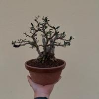 Bonsai ulivo