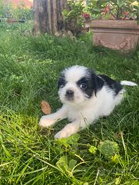 Cucciolo di cane ha