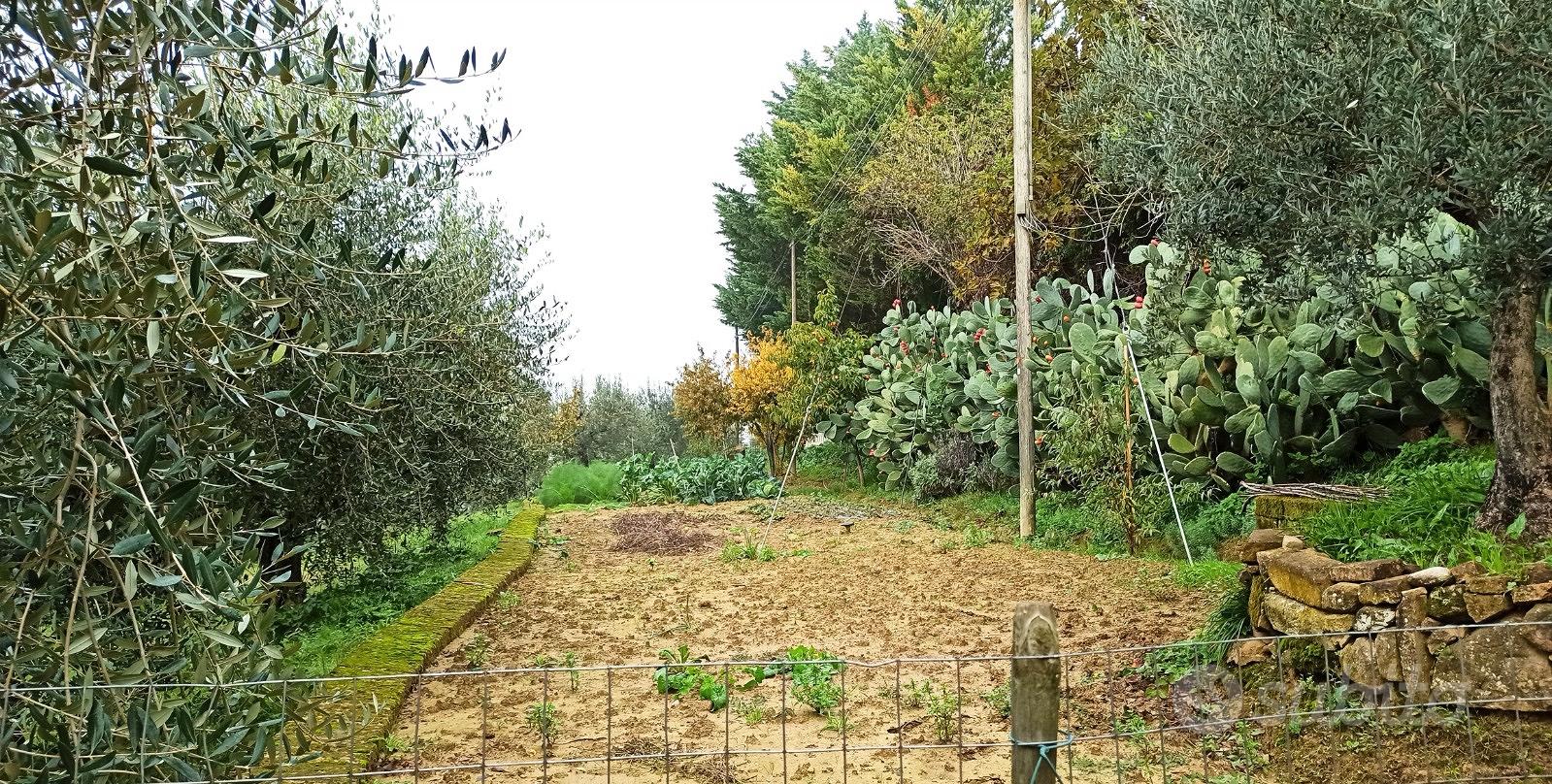 Terreno 7300mq con oliveto - Vista 4