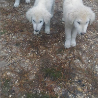Cuccioli pastore maremmano abruzzese 4 mesi