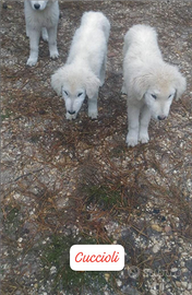 Cuccioli pastore maremmano abruzzese 4 mesi