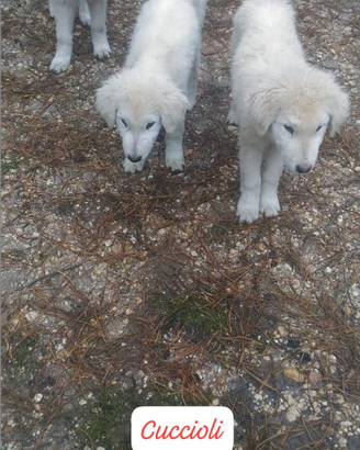 Cuccioli pastore maremmano abruzzese 4 mesi