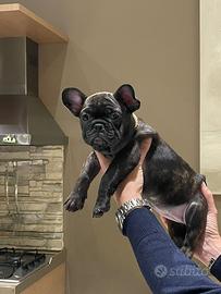 Buldog francese