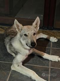 cane lupo cecoslovacco
