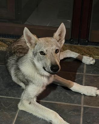 cane lupo cecoslovacco