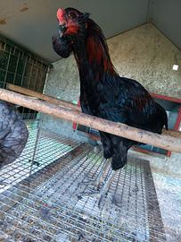 Gallo araucana